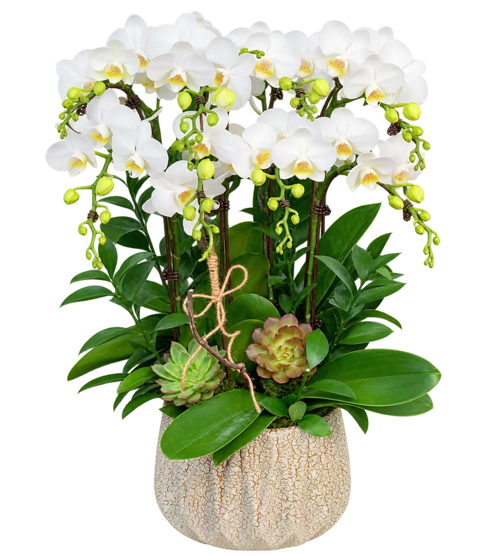 Chậu lan hồ điệp trắng - 1537