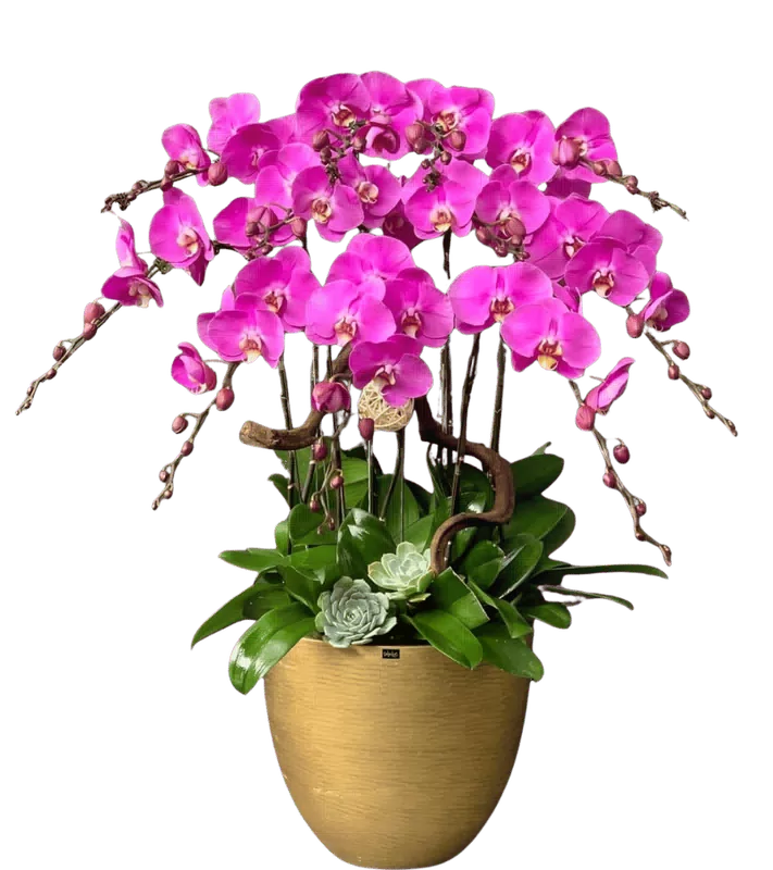 Chậu lan hồ điệp tím đậm - 0395