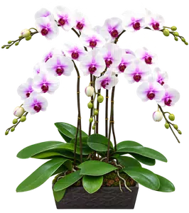 Chậu lan hồ điệp trắng - 1589