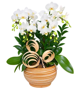 Chậu lan hồ điệp trắng - 1545
