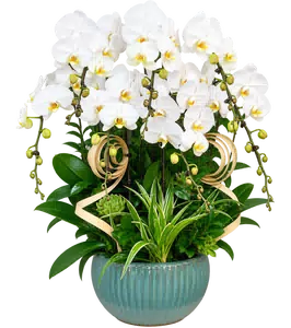 Chậu lan hồ điệp trắng - 1541
