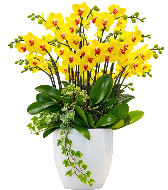 Chậu lan hồ điệp vàng - 1528