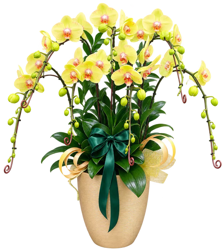Chậu lan hồ điệp vàng - 1525