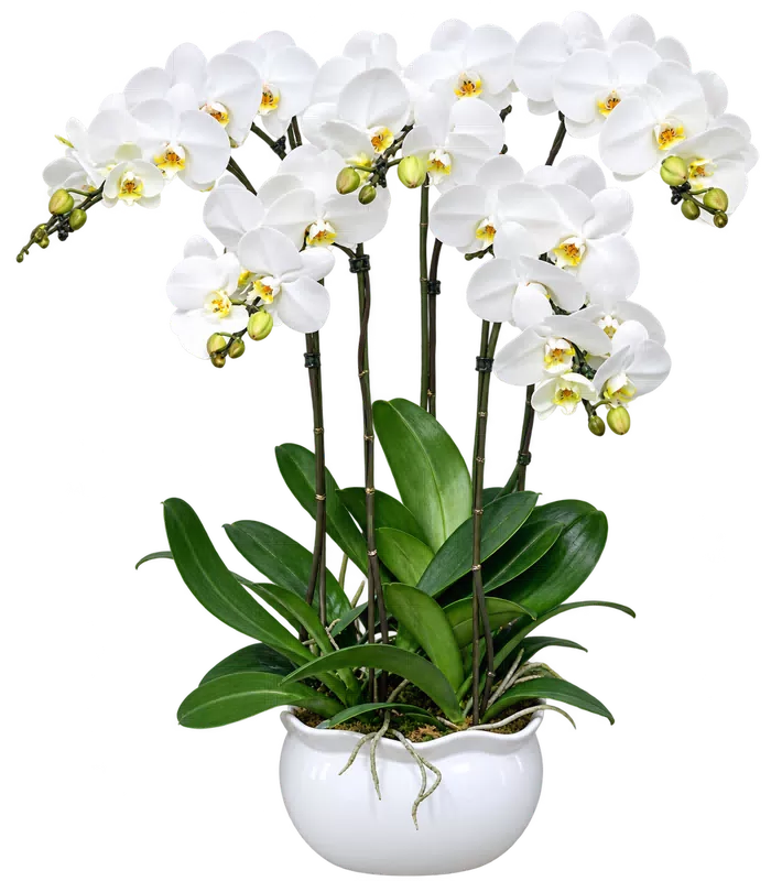 Chậu lan hồ điệp trắng - 1572