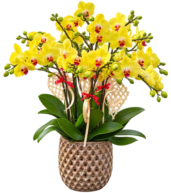 Chậu lan hồ điệp vàng - 1577